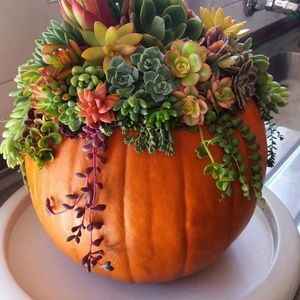 Meet your Posher, Judy